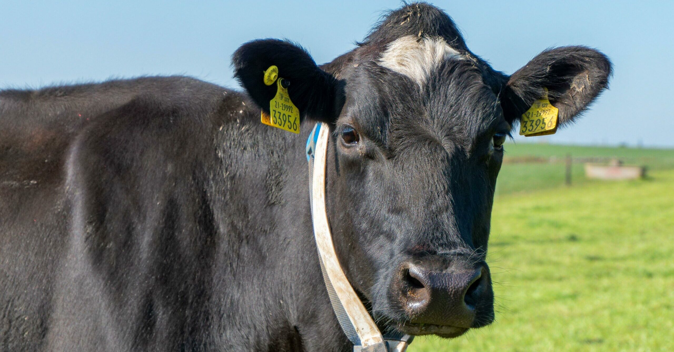 Pensioner, 82, dies after being hit by a flying cow while urinating near train track