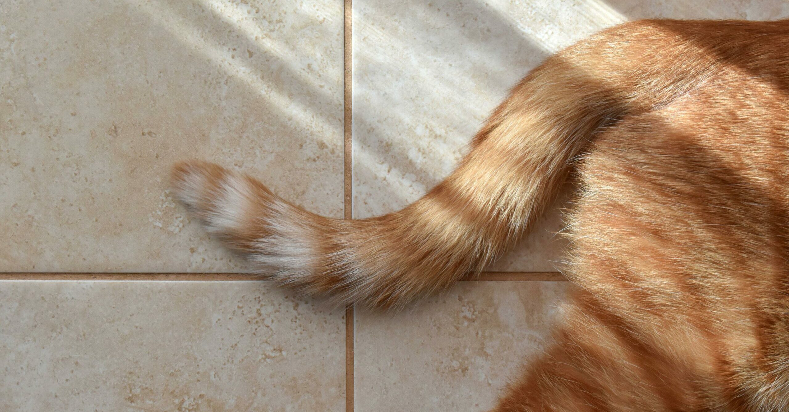 Beauty brand cuts ties with influencer after she admitted to killing two cats as a child