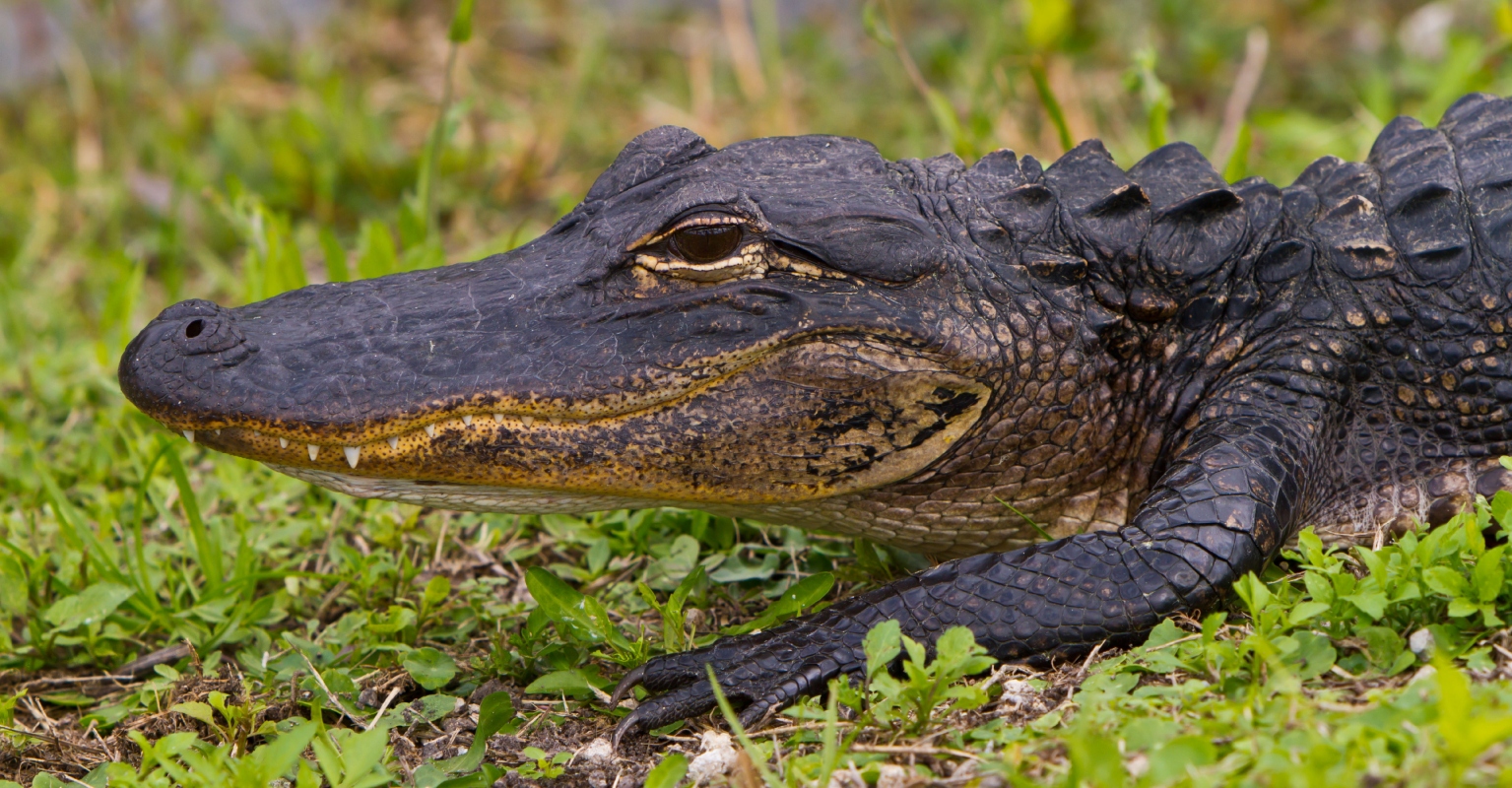 Family of little boy, 2, found in alligator's mouth break silence