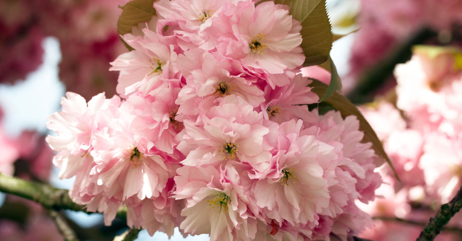 Netflix star Jung Chae-Yul, 26, shared heartbreaking post days before death