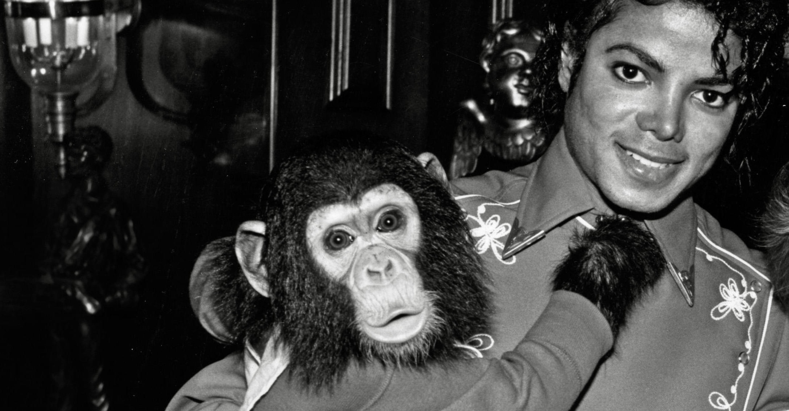 Michael Jackson's pet chimp Bubbles celebrates 40th birthday