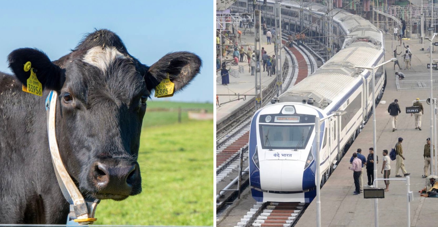 Pensioner, 82, Dies After Being Hit By A Flying Cow While Urinating ...