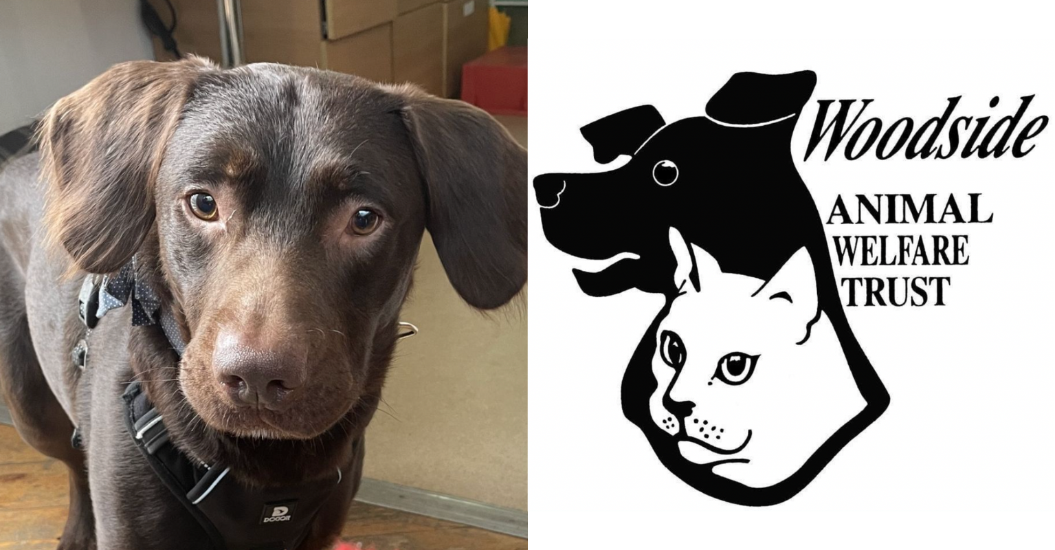 Rescue Dog Recovers From Alcohol Addiction After Owner’s Death