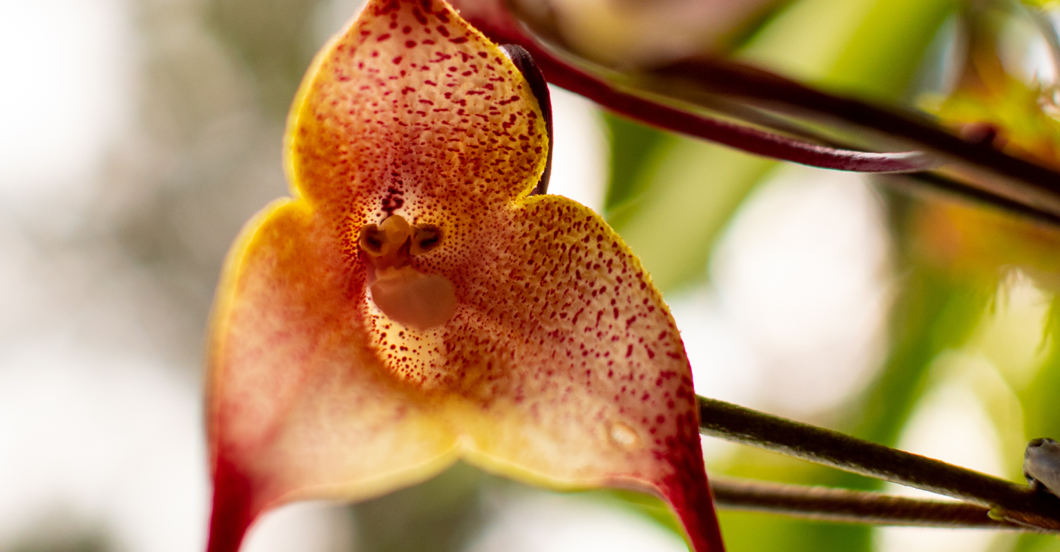 These rare orchids look just like tiny monkey faces