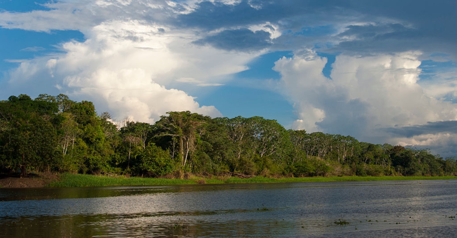 Four children found alive in the Amazon rainforest 40 days after devastating plane crash