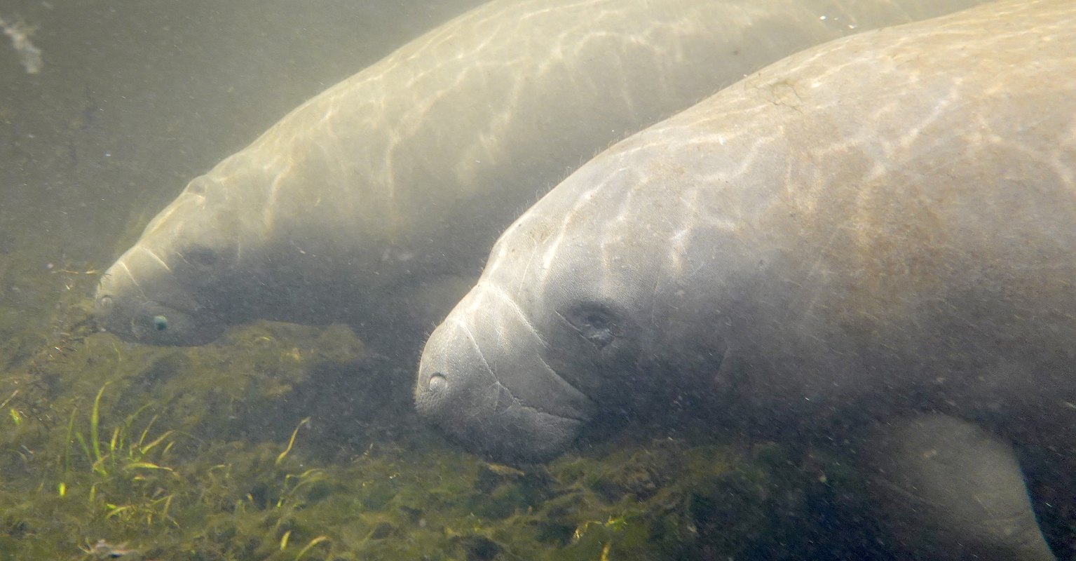 Florida manatee reportedly dies from injuries after 'having sex with his brother'