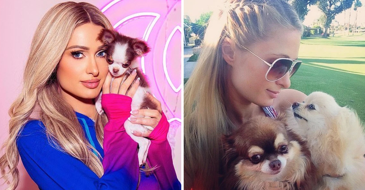 PETA Hits Out At Paris Hilton For Buying New Chihuahua Puppy After