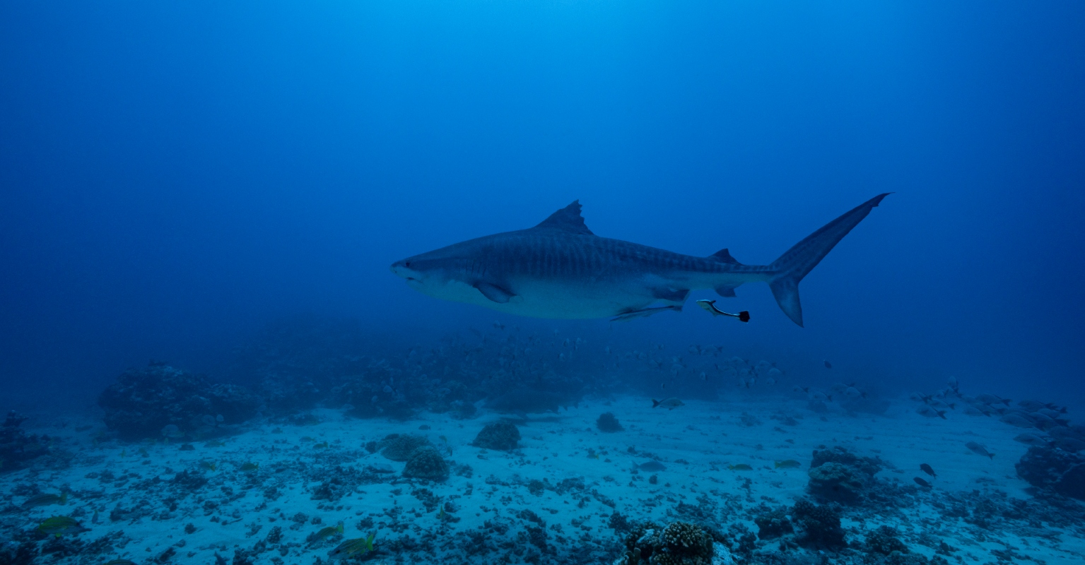Florida beachgoers baffle the internet with their reactions to huge shark swimming with them