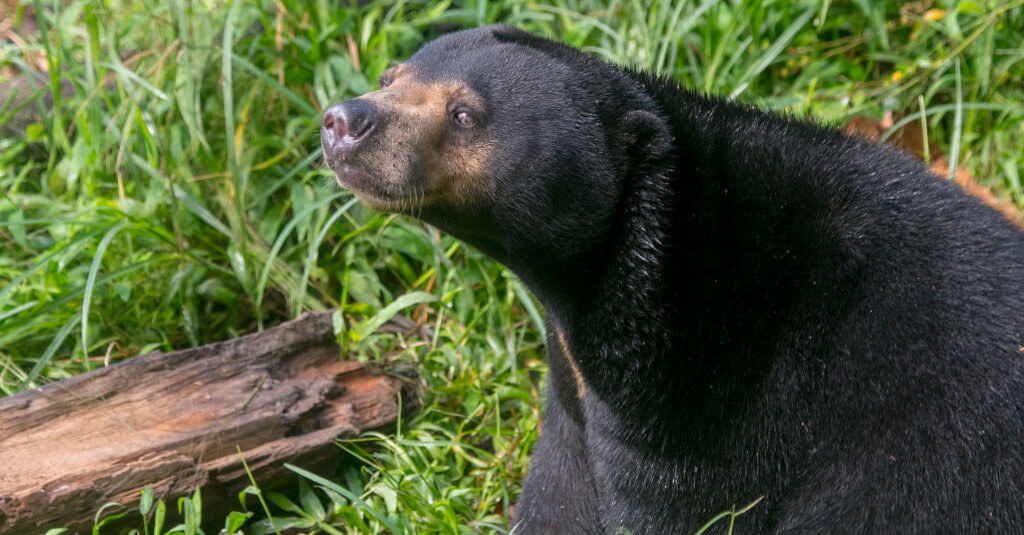 Bear seen waving at visitors after zoo denies it's a human in costume