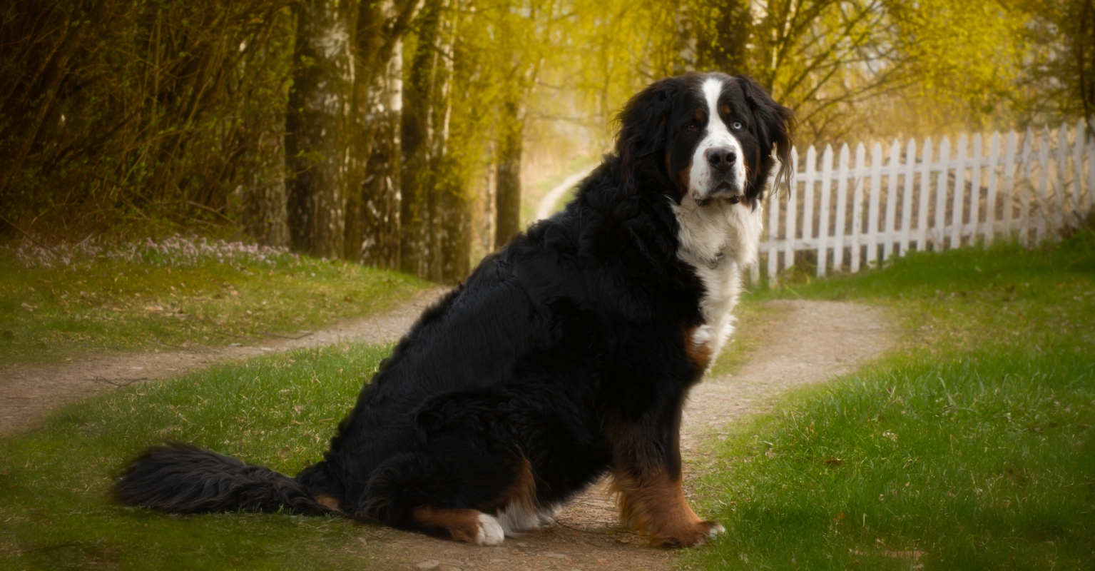 Couple left heartbroken after trainer allegedly hid their dog's death from them while on honeymoon