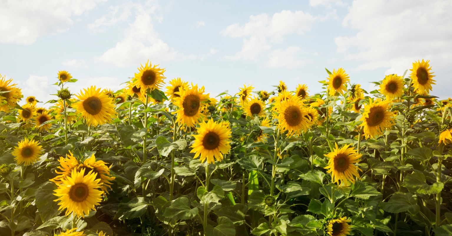 Man plants 1.2 million sunflowers in field as 50th wedding anniversary gift for wife