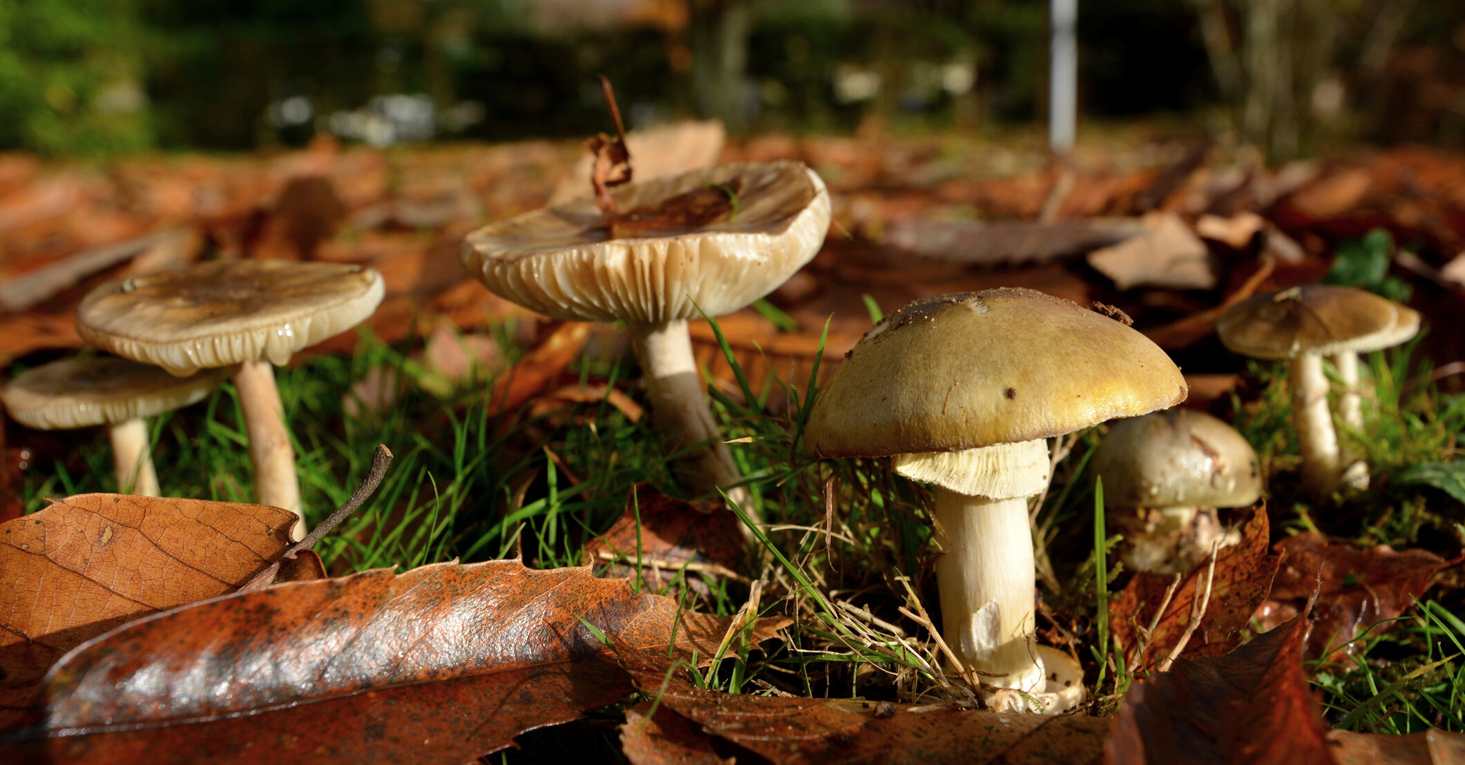 Sole survivor of 'poisonous mushroom lunch' is released from hospital after almost 2 months