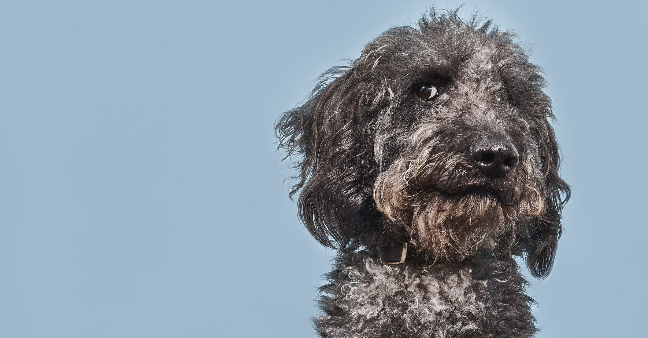 Couple get $1400 refund after being stuck next to 'farting dog' on 13-hour flight