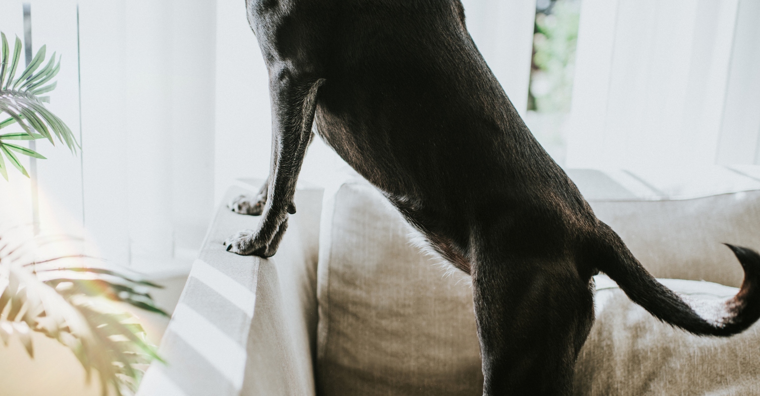 World's tallest dog dies in owner's lap at just 3 years old
