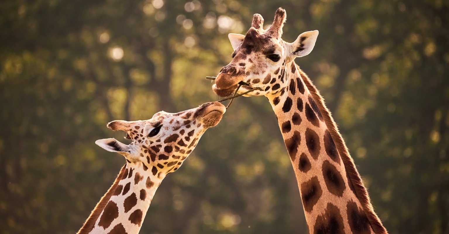 'World's only spotless giraffe' has finally been given a name