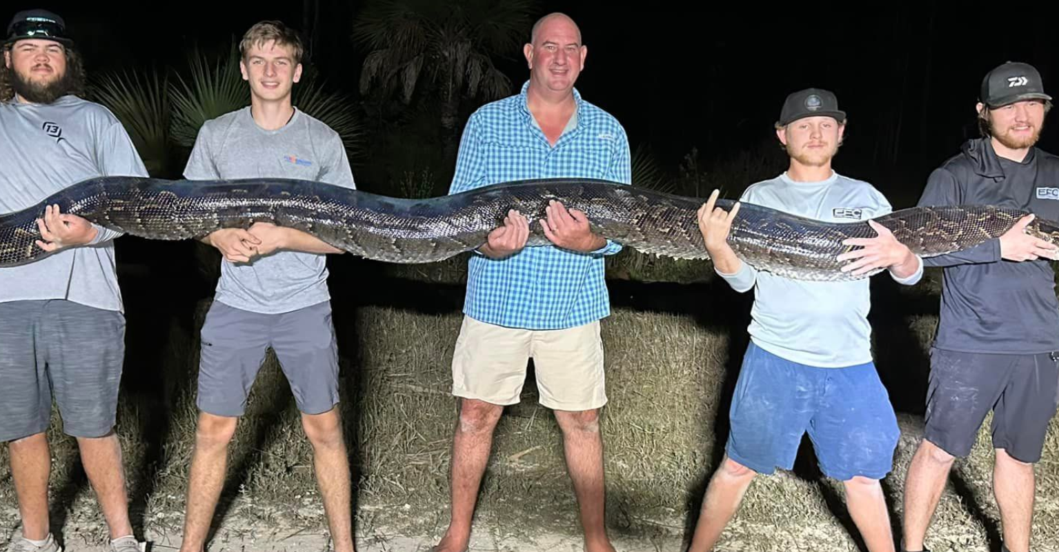 'Monster' 200lb Python Captured In Florida