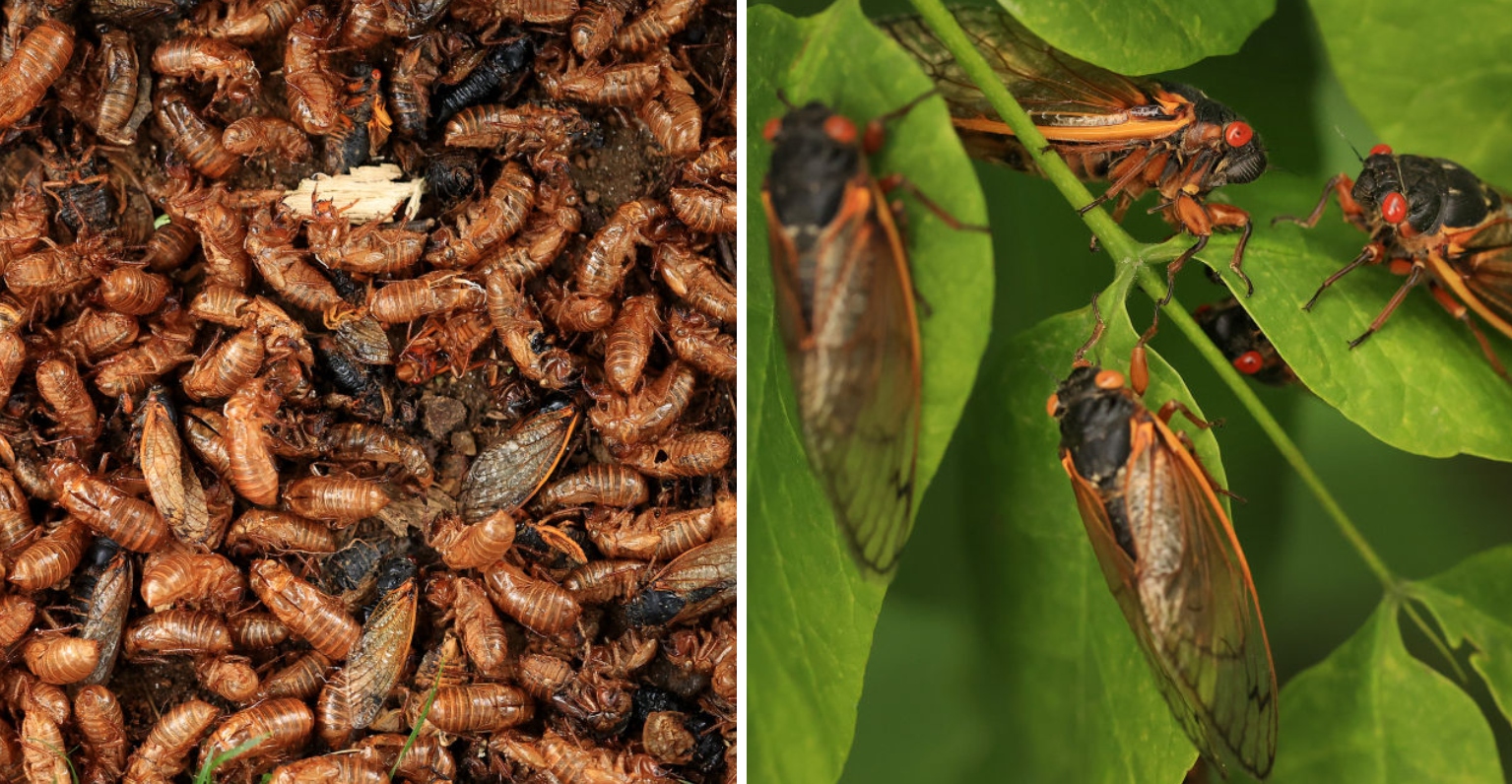 Billions Of Insects Are Expected To Burst Out Of The Ground In The