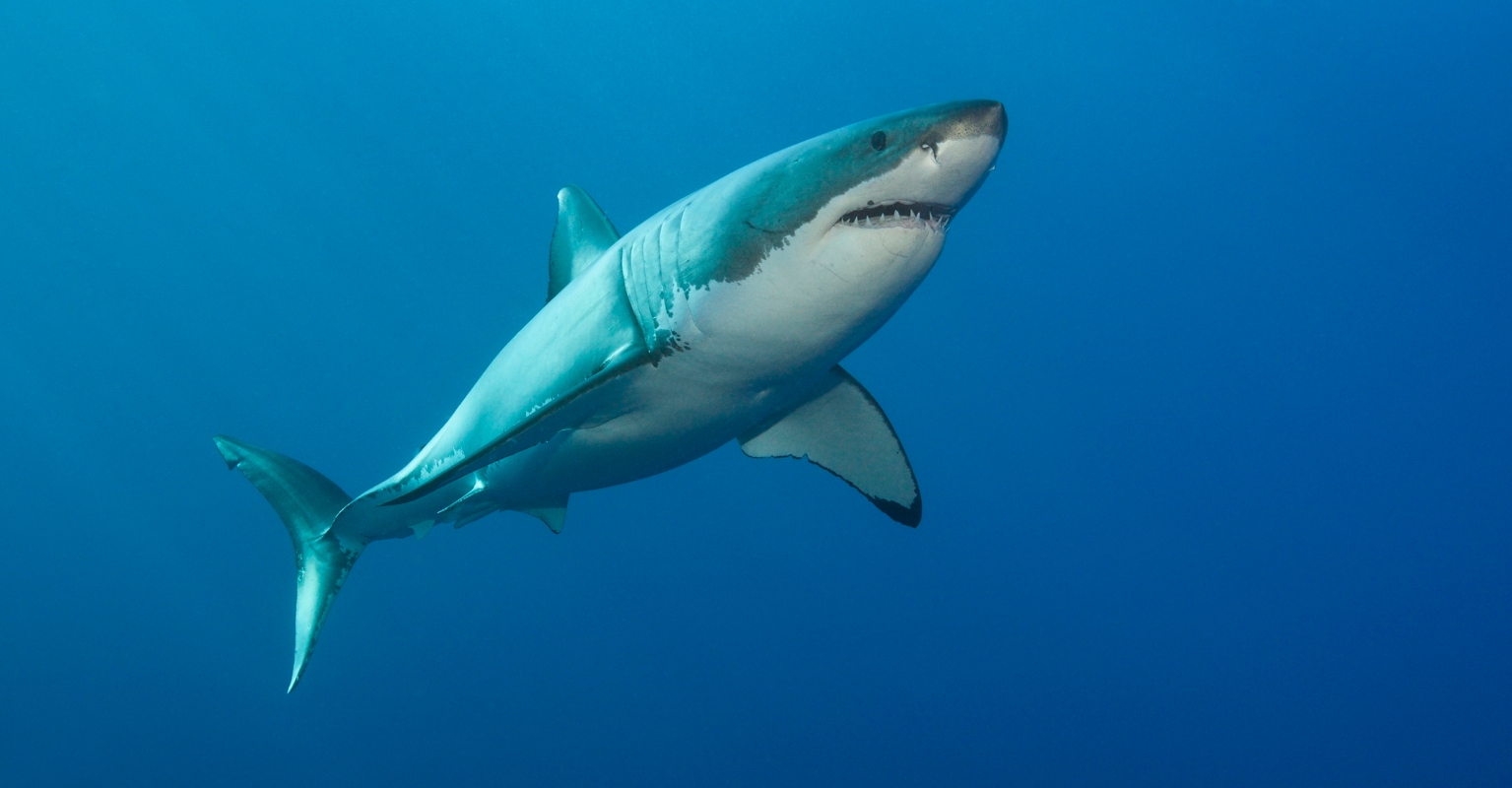 Fisherman reels in '1,200lb great white shark' on Florida beach