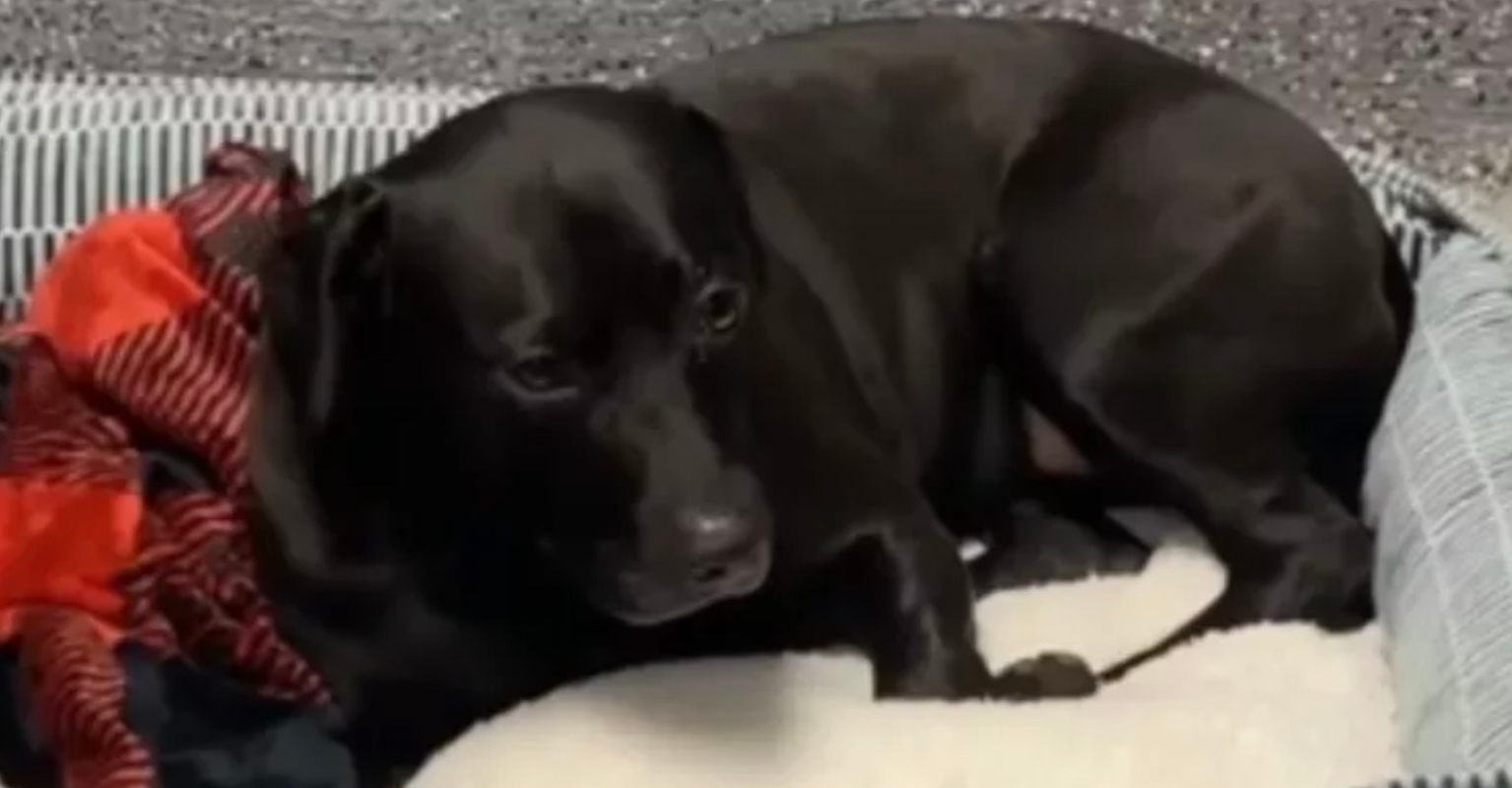 Dog who was adopted after 900 days at a shelter is heartbreakingly returned just 24 hours later