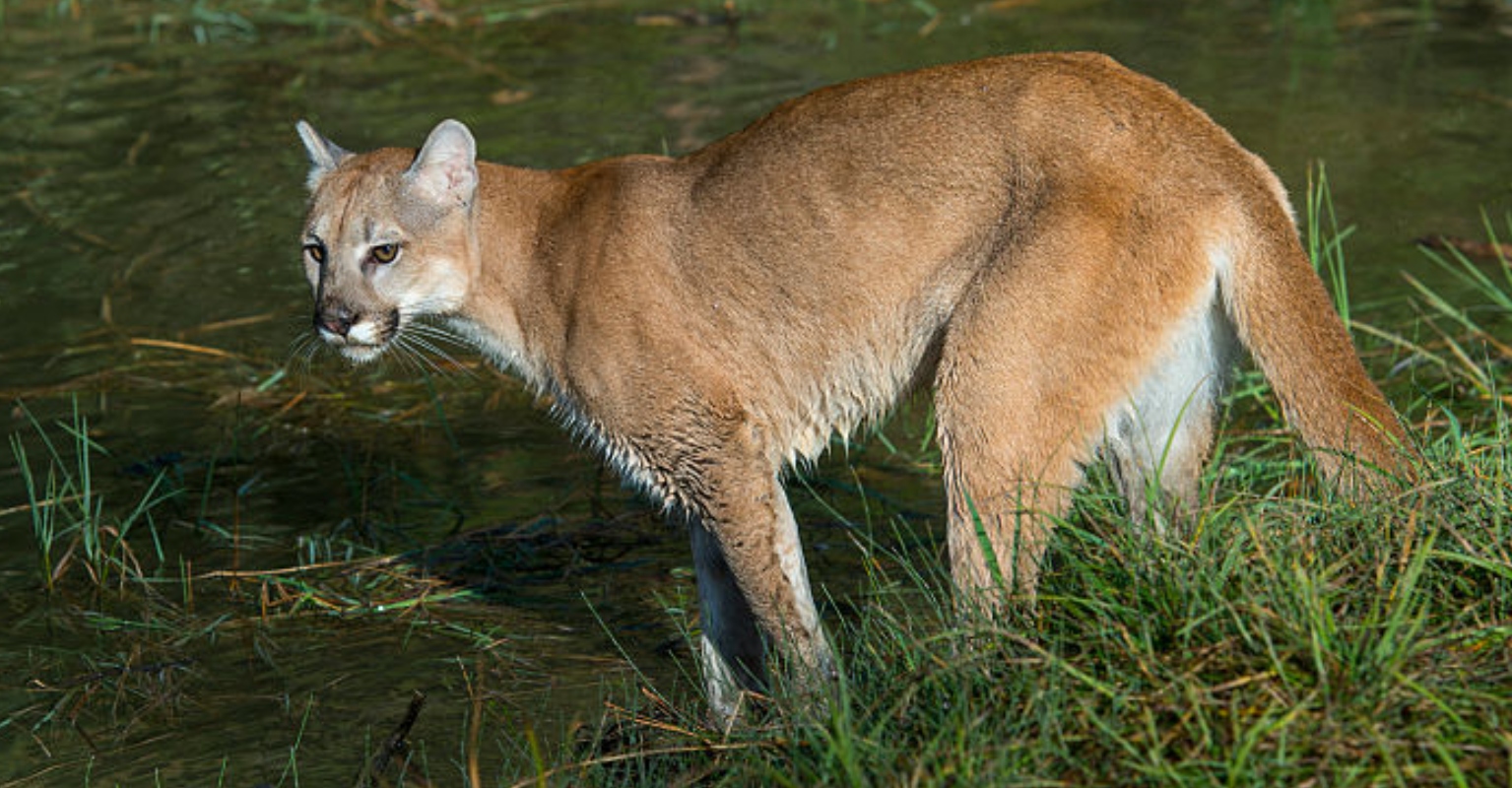Woman enters 'hand-to-hand combat' with a wild cougar in order to save friend trapped in its jaws